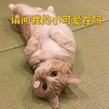 萌宠 猫咪 猫 请问我的小可爱在吗 撩