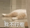 萌宠 喵星人 我不行了 难受 呆萌 可爱