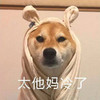 萌宠 汪星人 太他妈冷了 好冷 搞怪 逗