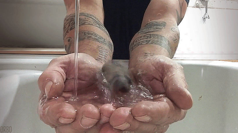 小鸟 流水 可爱 洗澡