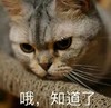 萌宠 喵星人 知道了 哦 憨憨 呆萌