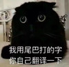 萌宠 猫星人 我用尾巴打的字 你自己翻译一下 呆萌 可爱