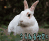 今天就看你装X 装逼 兔子