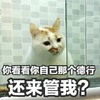 萌宠 猫星人 你看看你自己那个德行 还来管我 呆萌 可爱