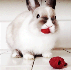 萌宠 兔子 草莓 可爱
