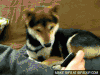 柴犬 扭头 好奇 懵 魔性 蠢萌 啥 Shiba Inu