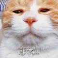 喵星人 可爱 搞笑 猫 耶衣