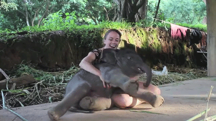 大象 elephant 友情 动物园