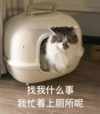 猫咪 白毛 找我什么事 我忙着上厕所呢