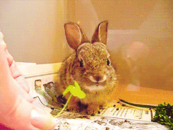 兔子 喂食