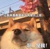 萌宠 汪星人 啊是我 让我看看是谁今天准点上班 呆萌 可爱