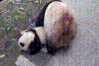 熊猫 国宝 妈妈 我不是宝宝了 搞笑
