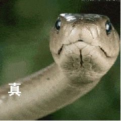 大蛇 可怕 吓人 恐怖 不说话的人