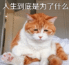 猫咪 喵星人 委屈 搞笑 为什么