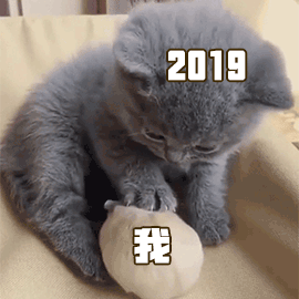 2019 我 生活 猫咪 soogif soogif出品