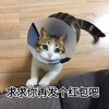 萌宠 猫星人 求求你再发个红包吧 可怜 呆萌 可爱