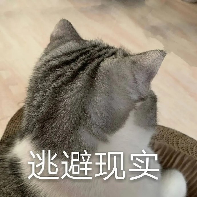 萌宠gif猫星人gif逃避现实gif不想面对gif搞怪gif逗gif