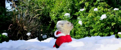 汪星人 圣诞装扮 积雪 玩耍 圣诞 萌 活泼 节日 christmas