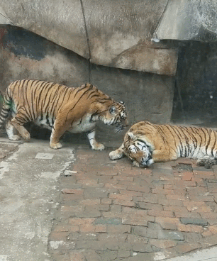 老虎 凶猛 打架 搞笑