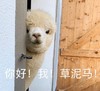 萌宠 草泥马 你好 草泥马 呆萌 可爱