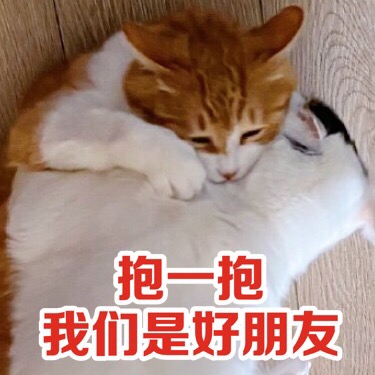 萌宠gif喵星人gif抱一抱gif我们还是朋友gif呆萌gif可爱gif