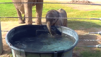 有趣的 宝贝 大象   吹泡沫