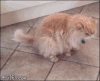 猫咪 惊吓 可爱 萌
