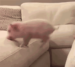 小猪 跳沙发 可爱 掉地