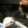 猫咪 起床气的猫 大嘴巴 太坏了