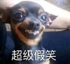 萌宠 汪星人 超级假笑 搞怪 逗