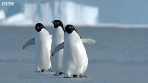 企鹅 penguin 蹒跚而行
