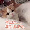 萌宠 猫星人 早上好 算了 我爱你 呆萌 可爱