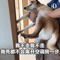 柴犬 狗 不走 空调房 离开