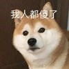 萌宠 汪星人 我人都傻了 惊讶 呆萌 可爱