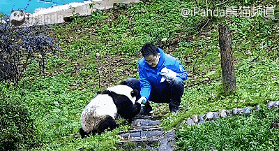 大熊猫 国宝 饲养员 卖萌 撒娇