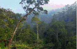 丛林 地球脉动 纪录片 茂密 风景