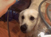 萌宠 汪星人 狗