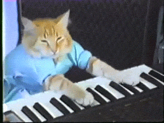 猫猫 弹琴 欢乐 恶搞 键盘猫
