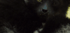 困 地球脉动 睡觉 纪录片 蜘蛛猴 闭眼