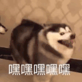 萌宠 猫星人 嘿嘿嘿嘿嘿嘿 开心 搞怪 呆萌