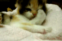 小猫 可爱 干净
