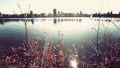 湖水 都市 树木 风景