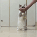 猫 喵星人 萌 可爱 吃饭