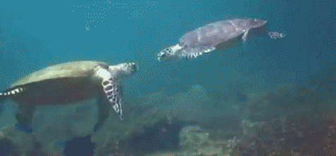 海龟 海水 蓝色 水珠