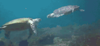 海龟 海水 蓝色 水珠