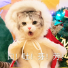 萌宠 喵星人 口吐芬芳 骂人 呆萌 可爱