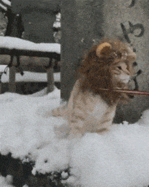 萌宠 猫咪 假扮狮子 玩雪