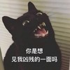 萌宠 喵星人 你是想见我凶残的一面吗 凶巴巴 呆萌 可爱