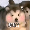萌宠 汪星人 所以 好奇 呆萌 可爱