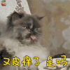 萌宠 猫咪 猫 生气 又皮痒了 是吗 soogif soogif出品